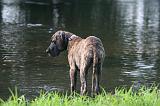 DOGUE ALLEMAND 924